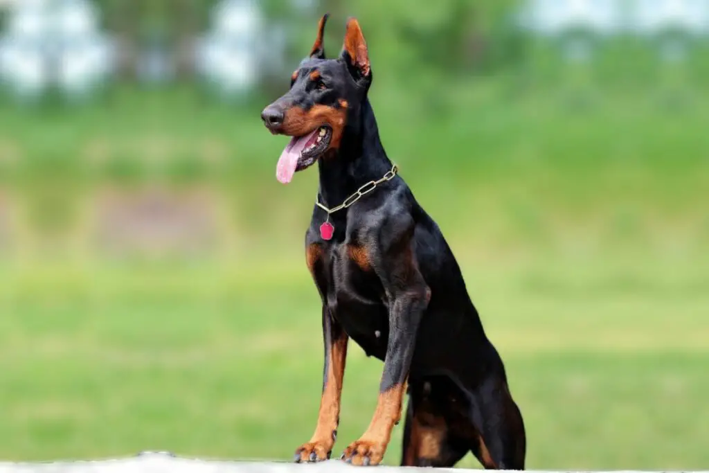 doberman americano
