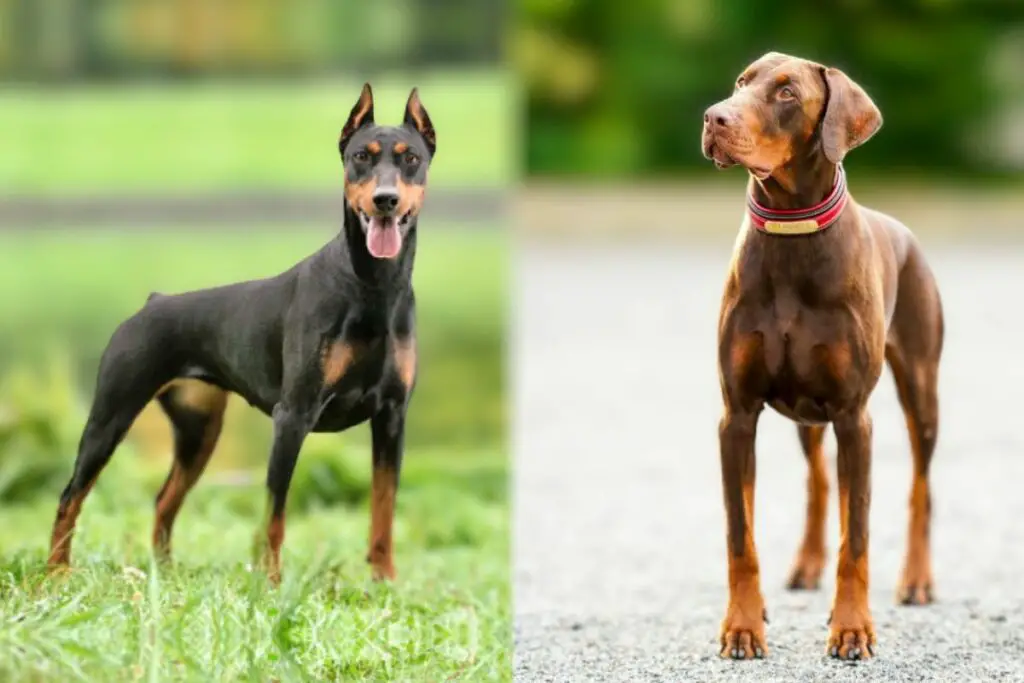 doberman americano vs europeo
