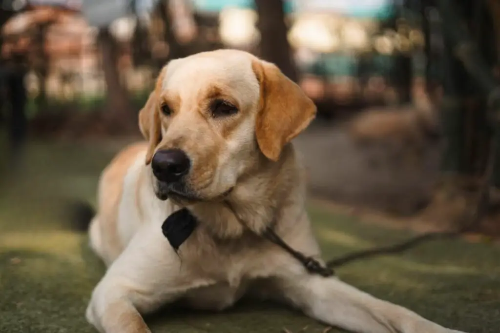 razze di cani antisociali
