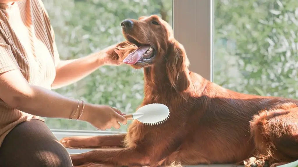 sono Golden Retriever Shed Pesantemente