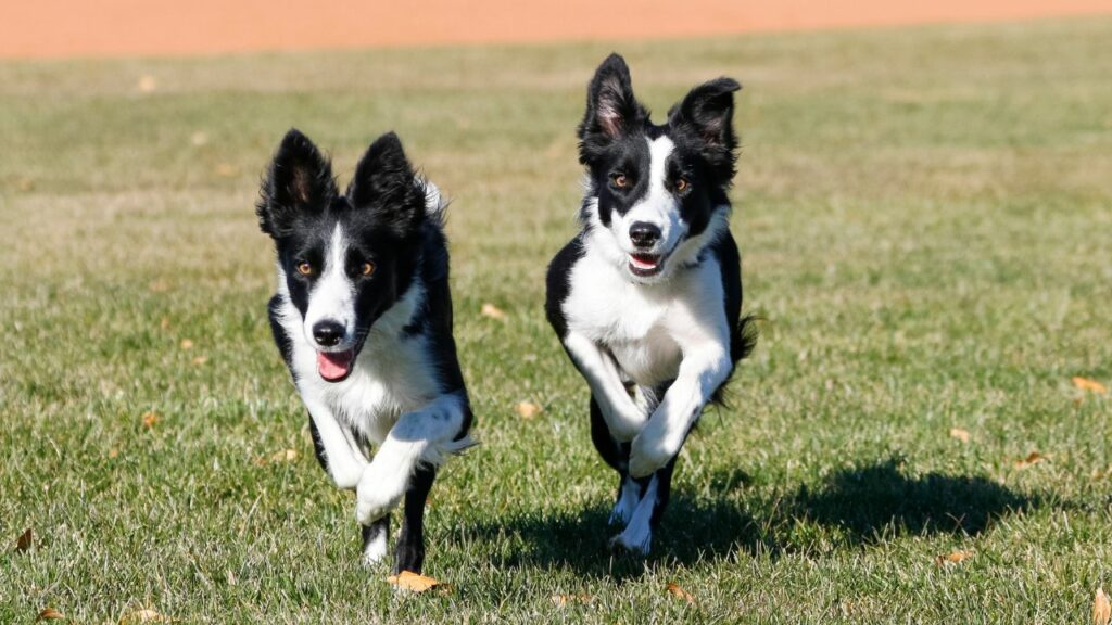 energia del border collie