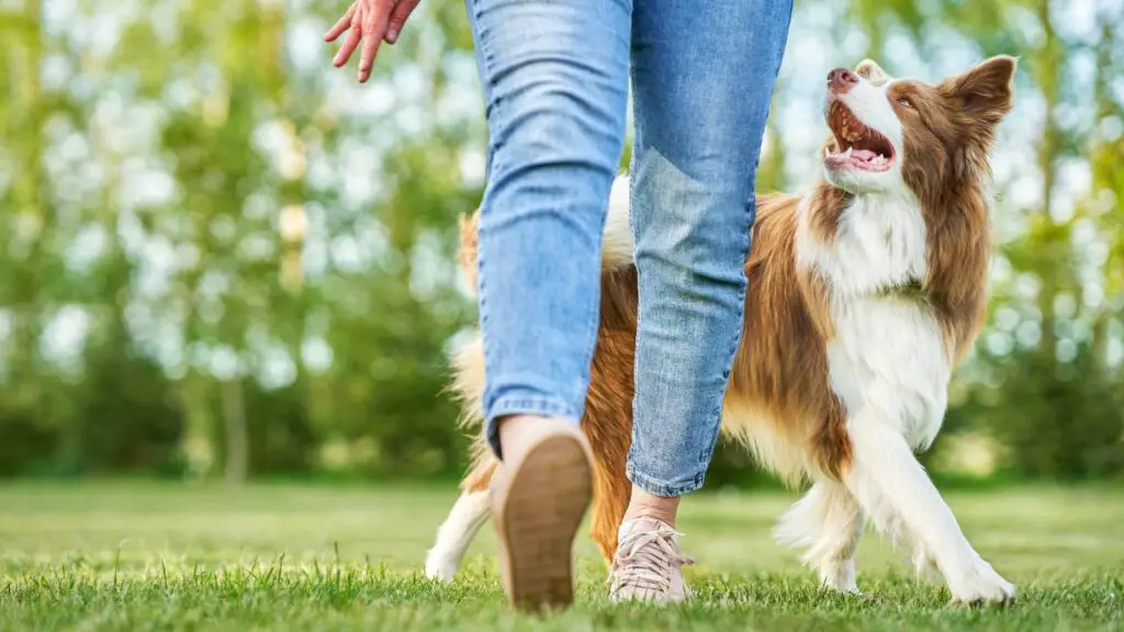 sono amichevoli con i border collie