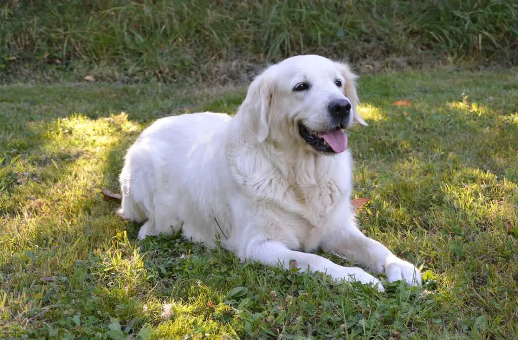 sono i cani più protettivi nei confronti delle proprietarie donne
