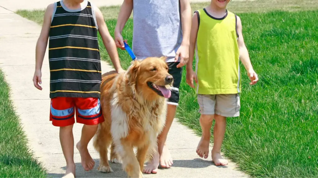 I Golden Retriever sono bravi con i bambini