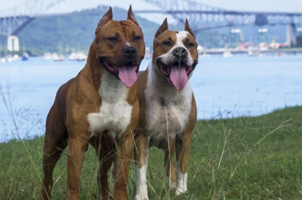 sono i cani maschi più protettivi nei confronti delle proprietarie
