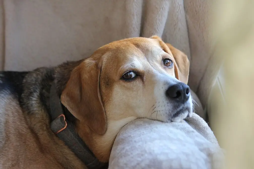 sono cani maschi o femmine migliori per le famiglie
