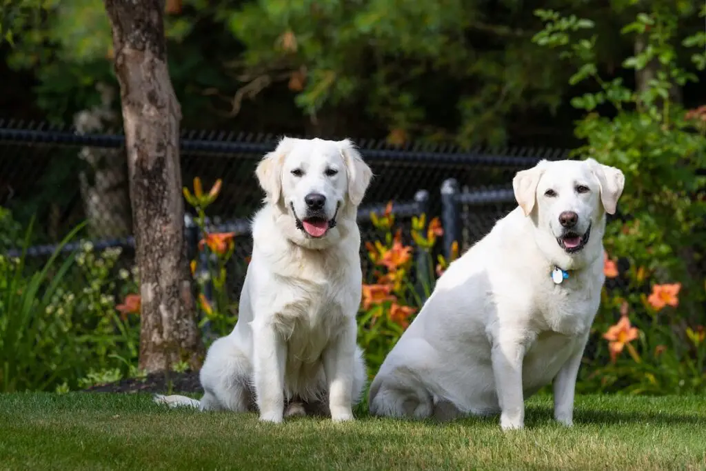 sono cani maschi o femmine migliori cani da guardia
