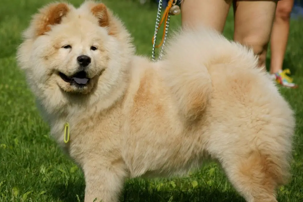 razze di cani da guardia asiatici
