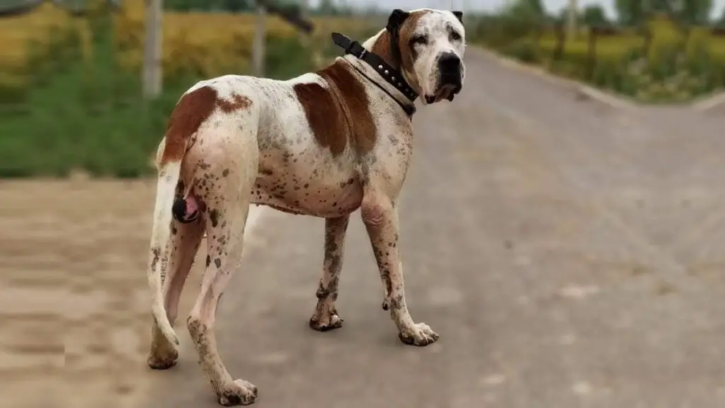 cani dall'aspetto asiatico
