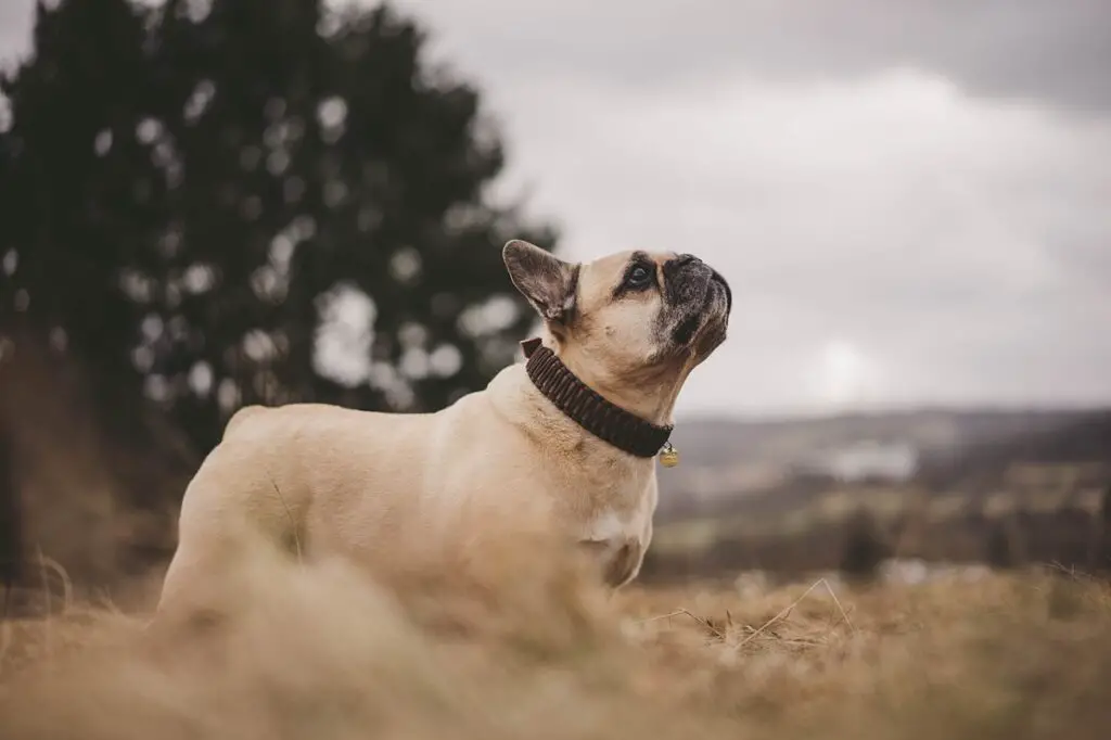 grado iq del cane
