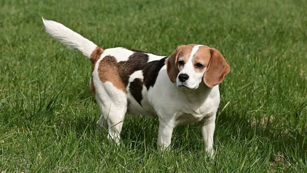 razze di cani che seguono la caccia ai cervi
