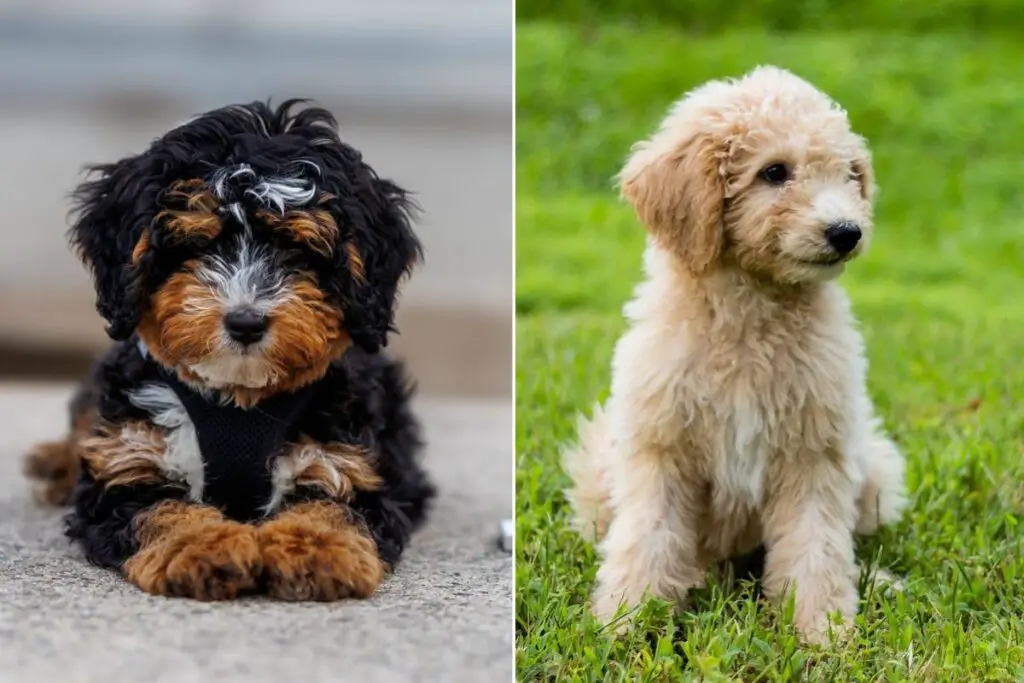 Bernedoodle e Goldendoodle