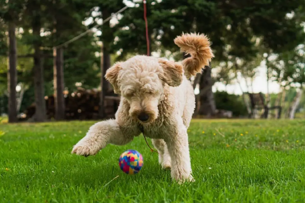 Bernedoodle o Goldendoodle