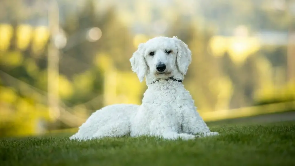 i migliori cani per giovani coppie che lavorano