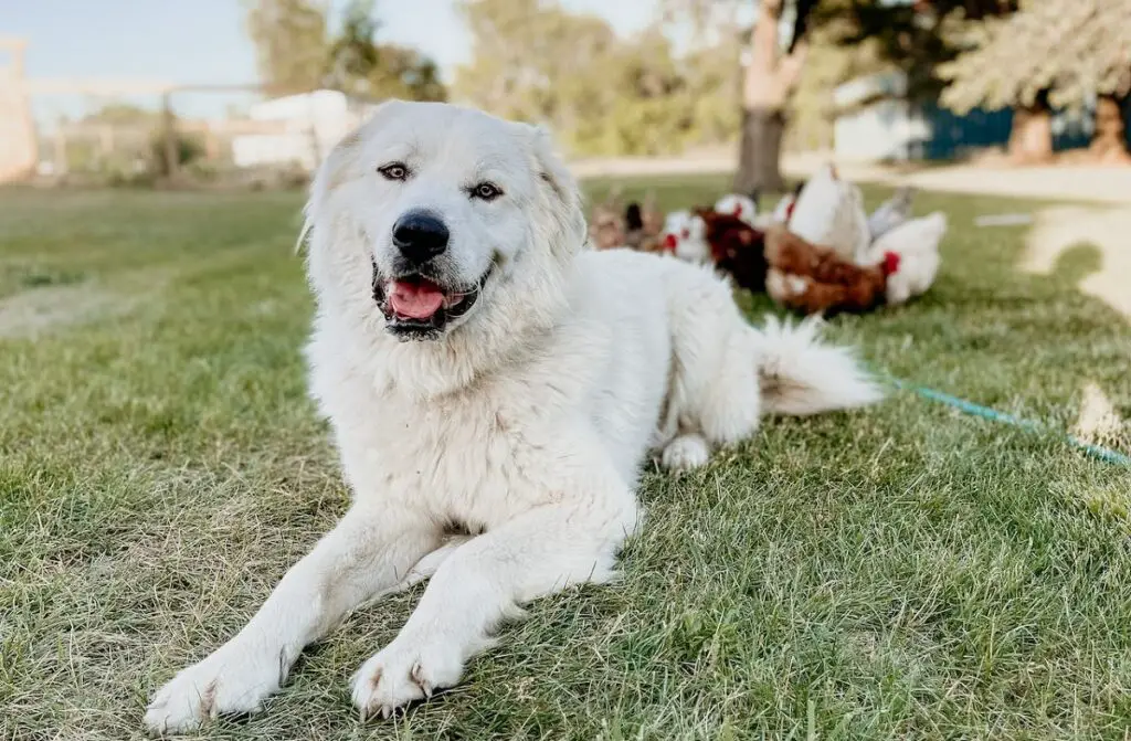 miglior cane per la sicurezza
