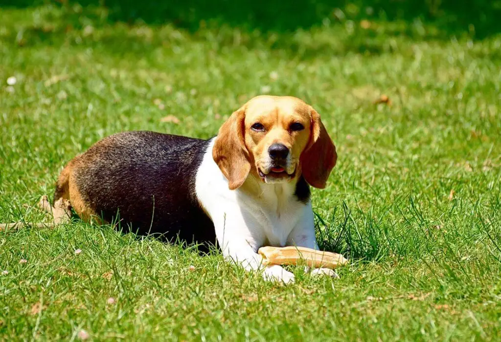 i migliori cani per principianti
