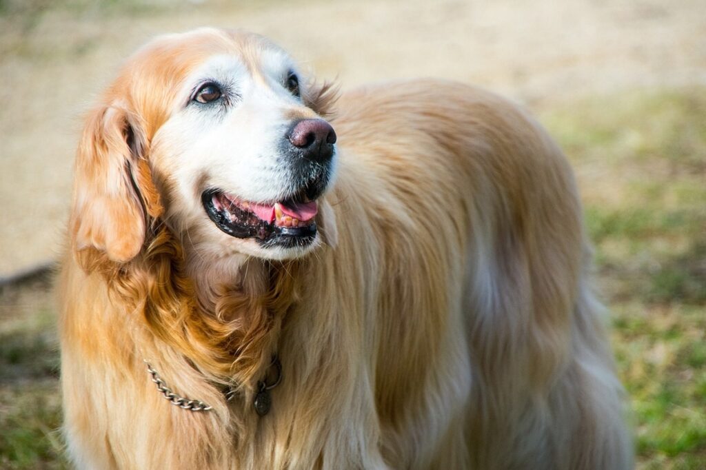 i migliori cani per gatti
