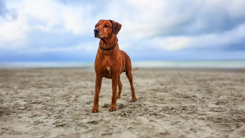 i migliori cani per il clima desertico
