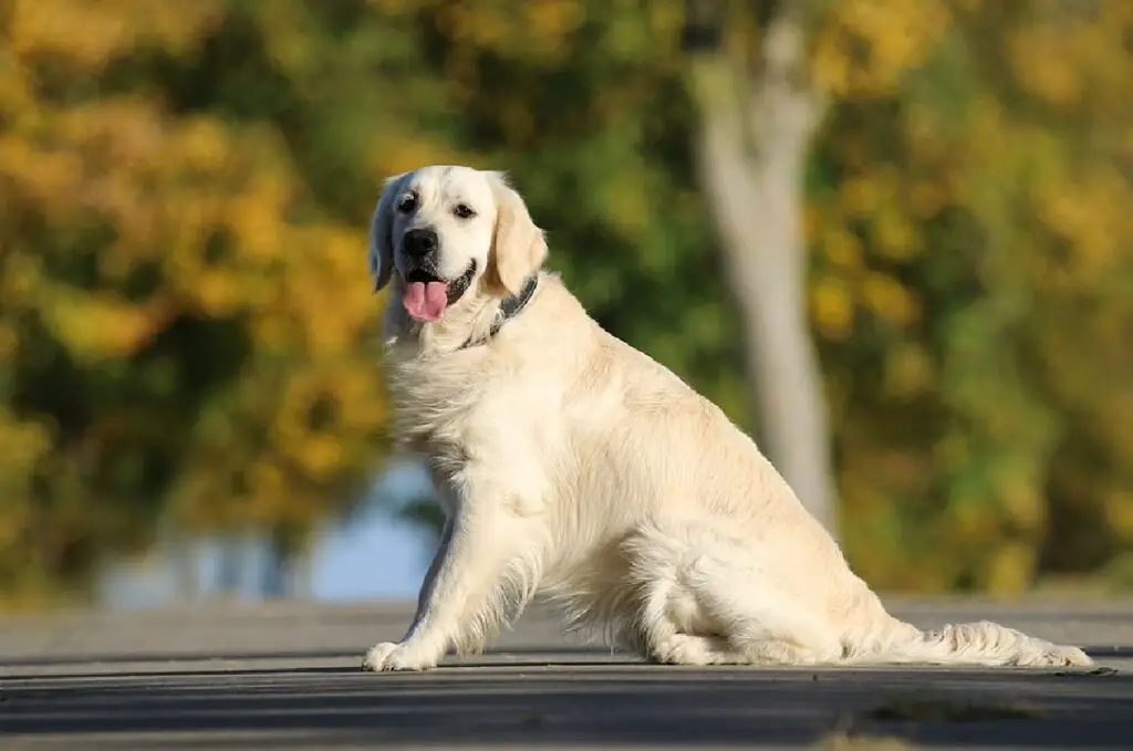 i migliori cani per i proprietari alle prime armi
