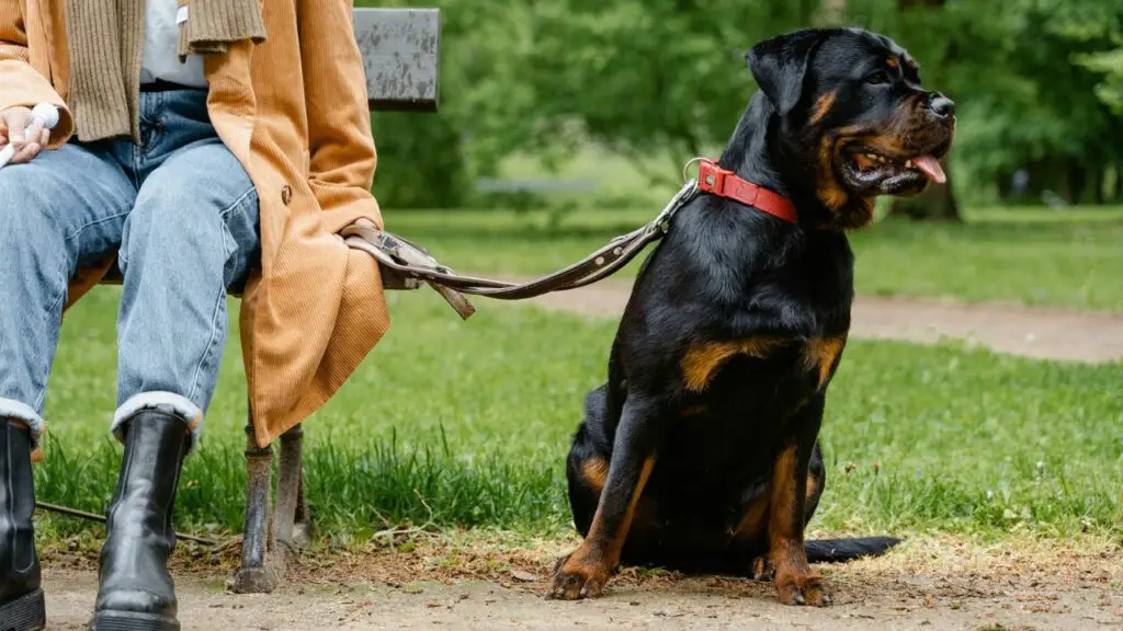 i migliori cani per la protezione