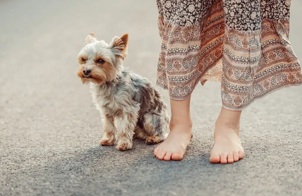 i migliori cani da ottenere
