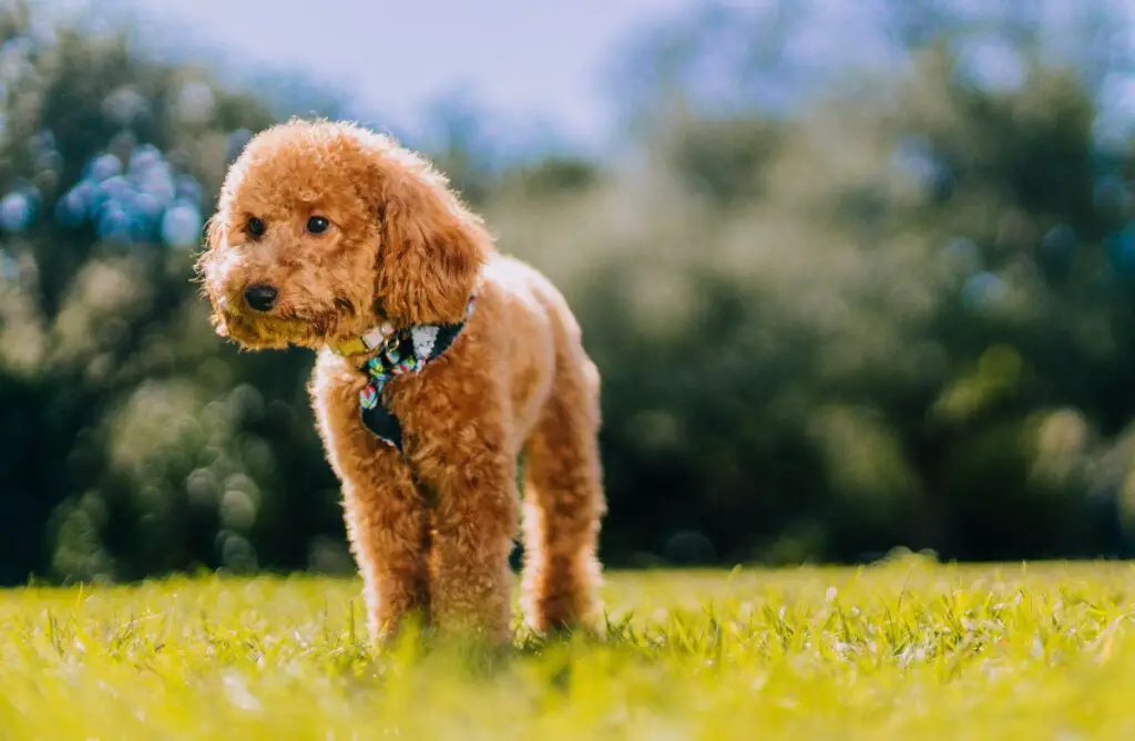 i migliori cani da possedere
