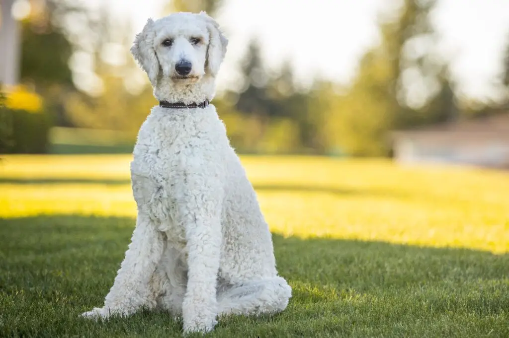 le migliori razze di cani da guardia familiari che non perdono il pelo
