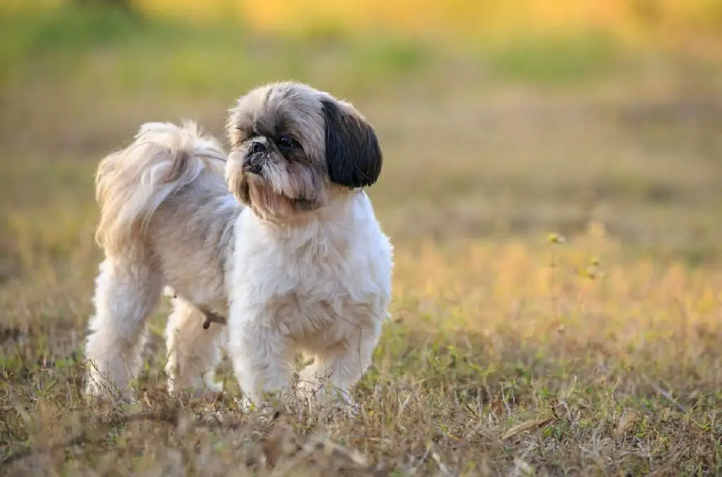 miglior primo cane
