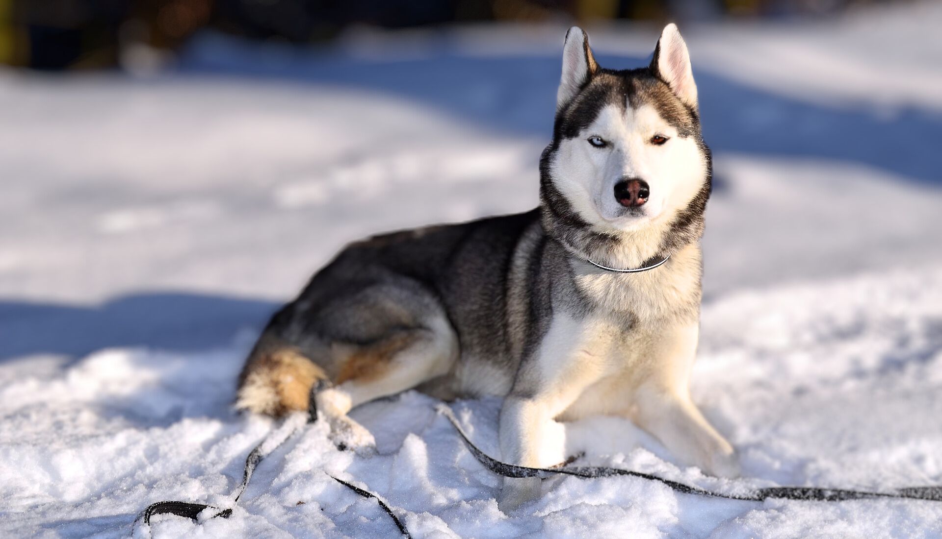 best guard dogs for cold weather 1