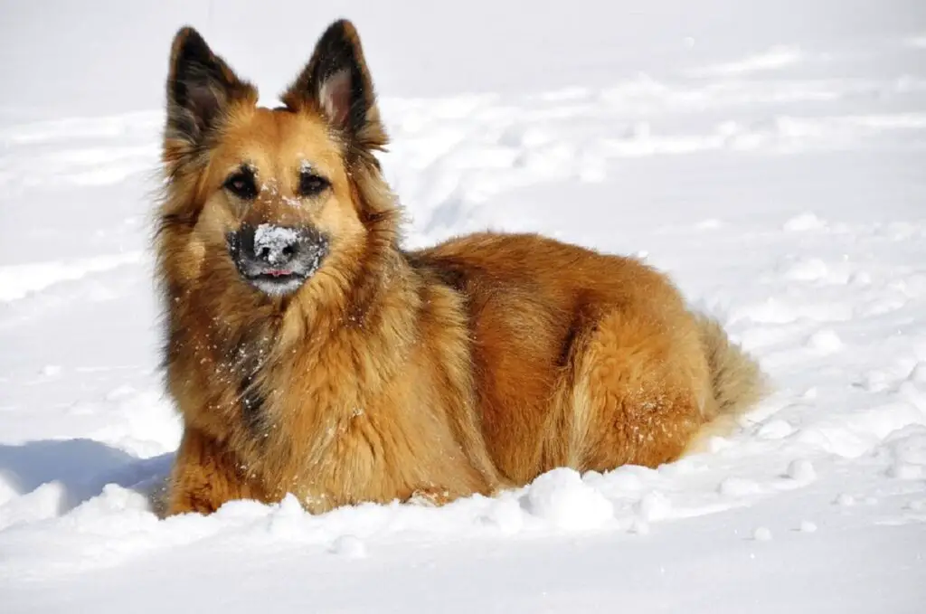 i migliori cani da guardia per la stagione fredda
