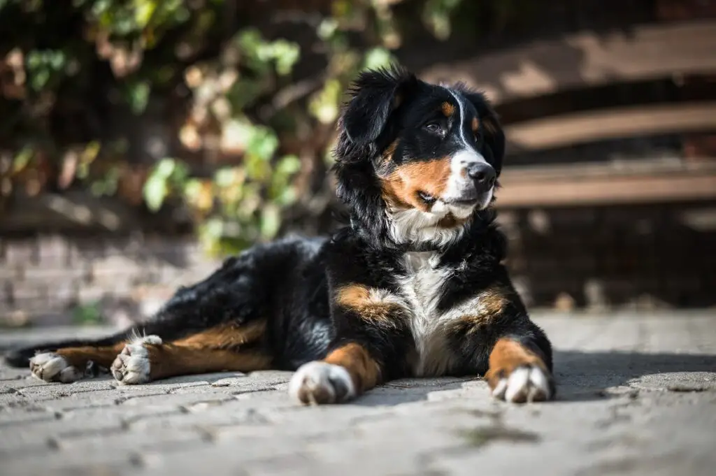 le migliori razze di cani di taglia media per i proprietari alle prime armi
