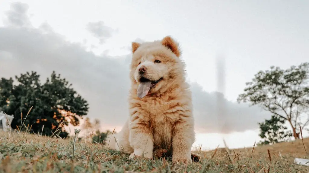 miglior cane da guardia all'aperto
