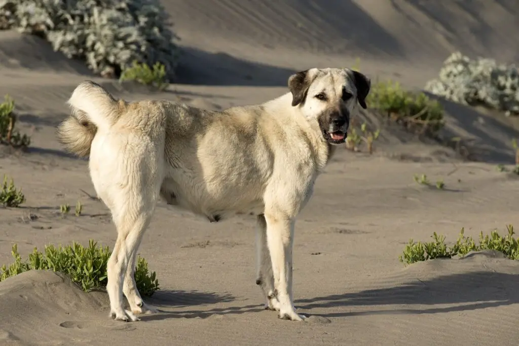 i migliori cani da guardia all'aperto
