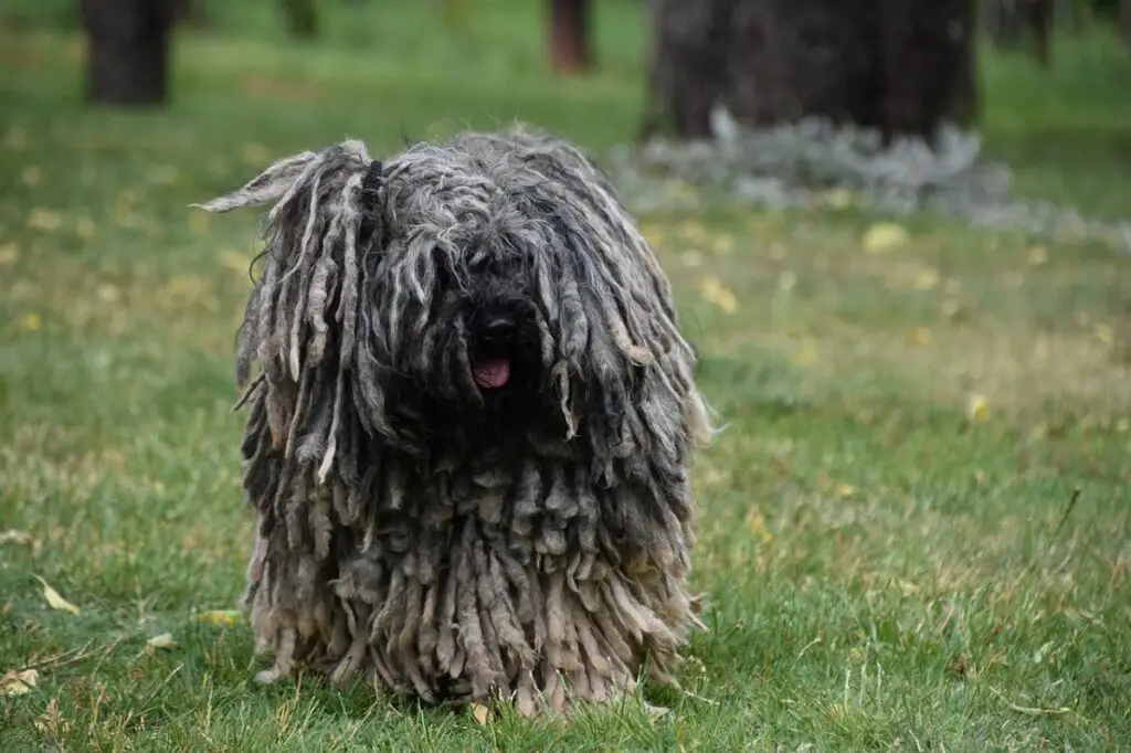 i migliori cani da guardia all'aperto
