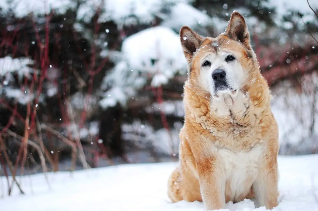 i migliori cani da guardia esterni
