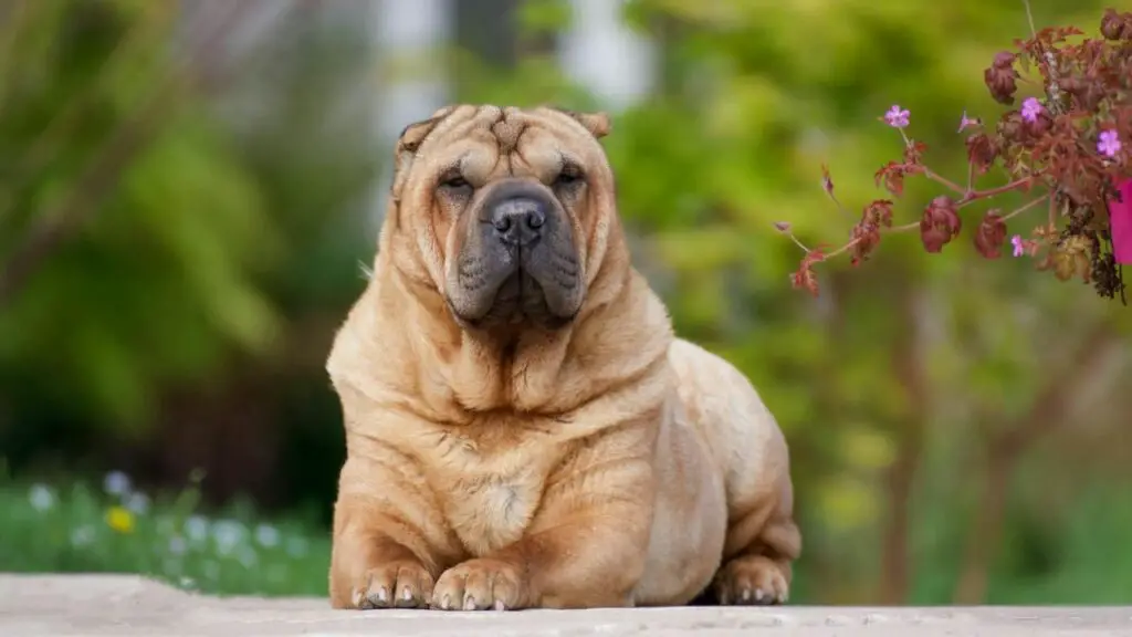 cani dalla migliore protezione