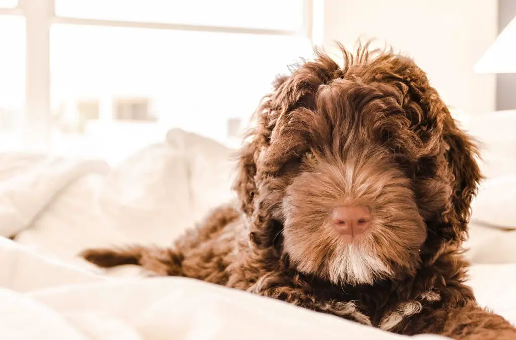 le migliori razze di cani da guardia
