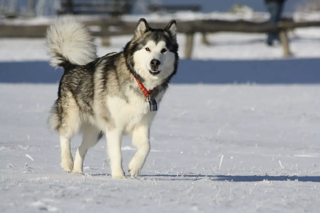 le migliori razze di cani da guardia
