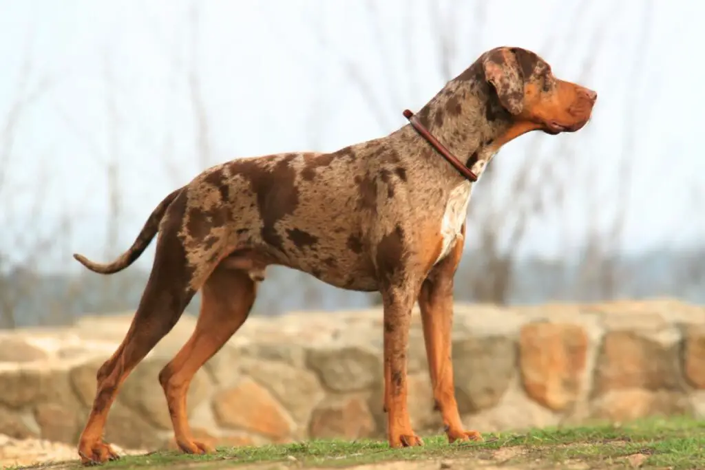 grosso cane con coda corta
