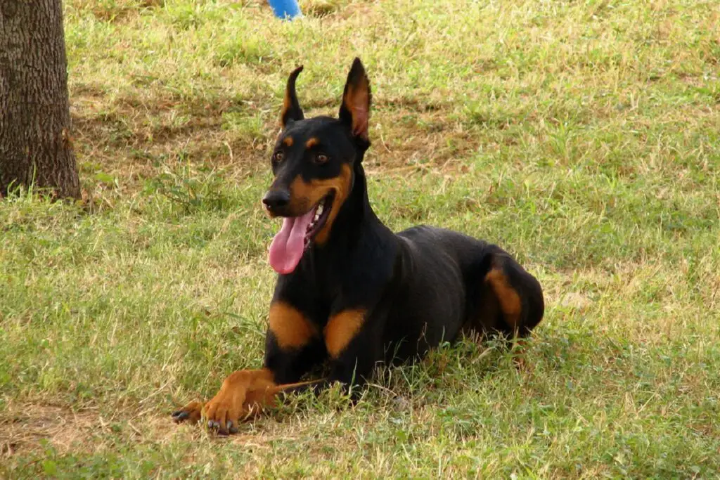 i più grandi cani da guardia