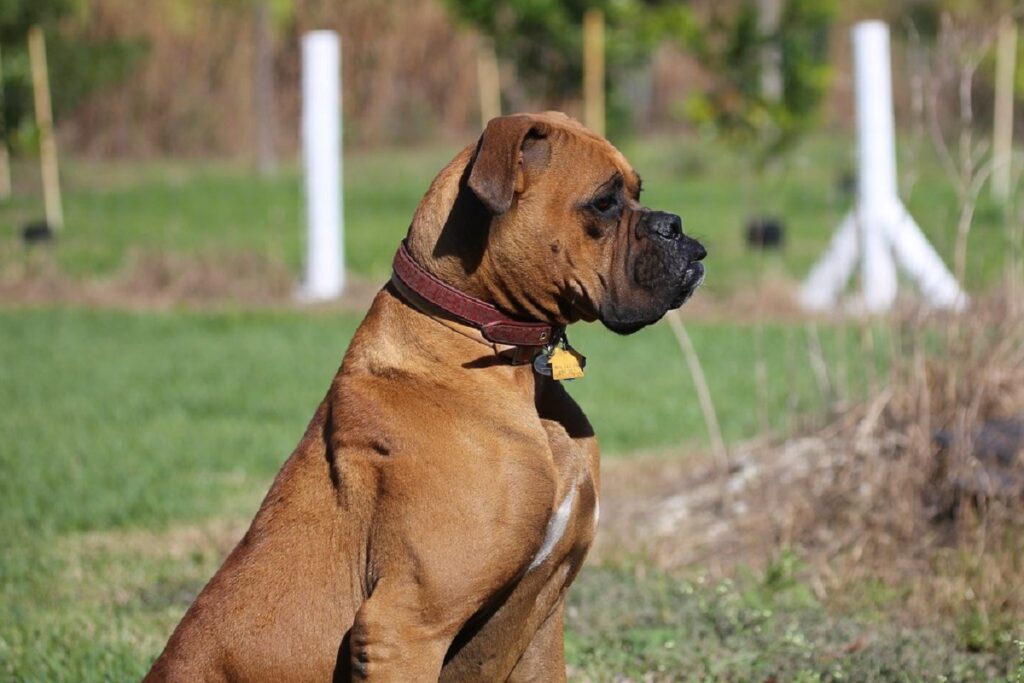 il più grande cane da guardia del mondo
