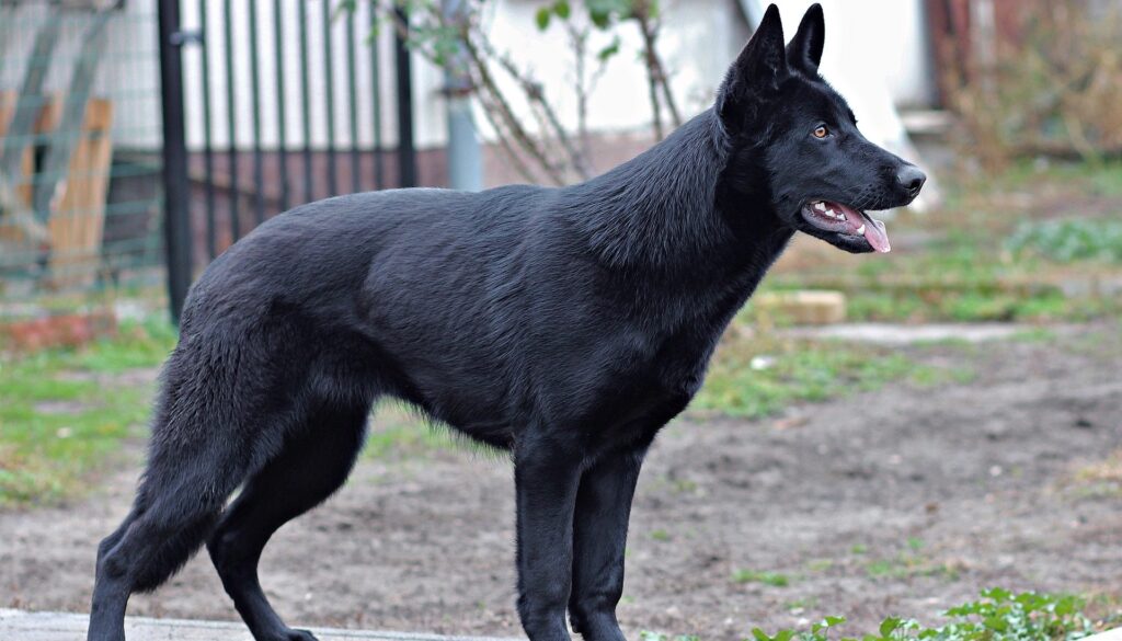 black german shepherd