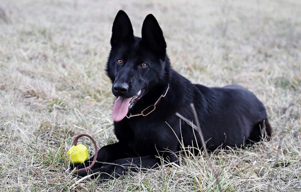 cane da pastore nero
