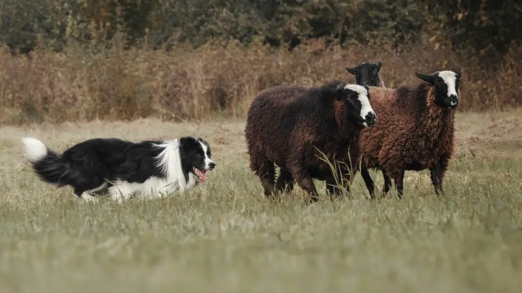 sono cani da guardia dei border collie