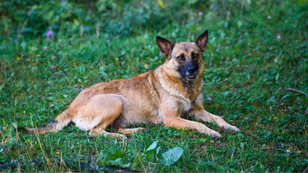 razze di cani più coraggiosi
