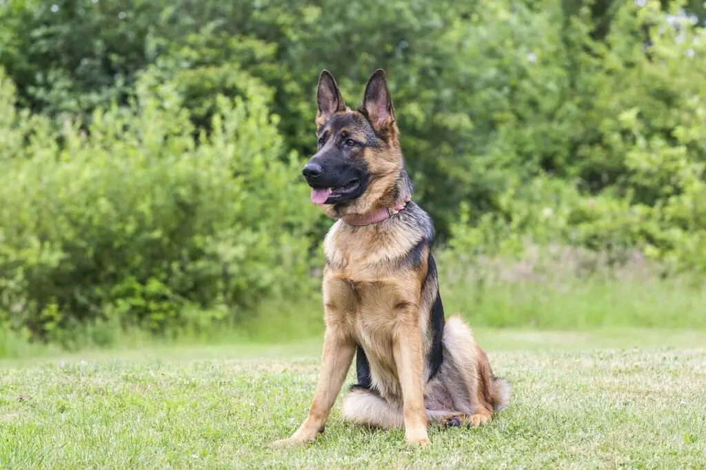 può un cane uccidere un lupo