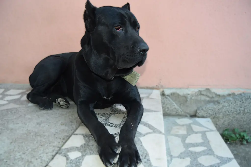 problemi di salute del cane corso