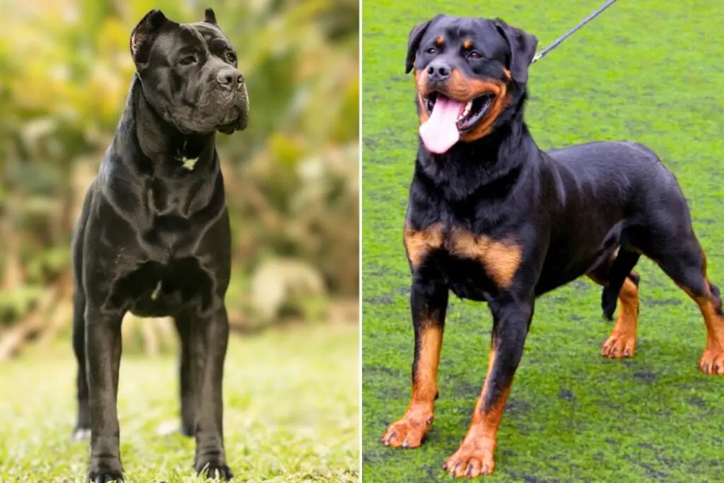 cane corso e rottweiler
