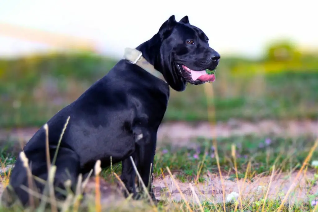 cane corso facile da addestrare