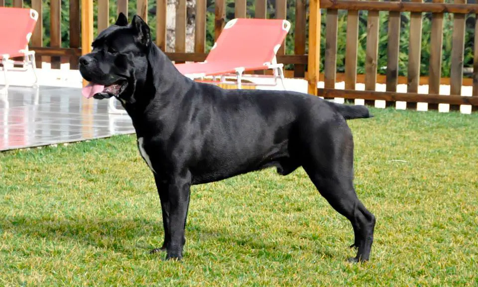 cane da guardia cane corso
